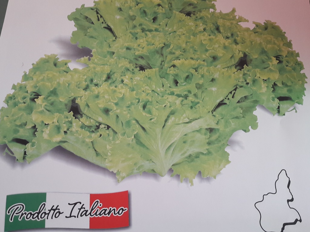 Insalata Gentilina g300