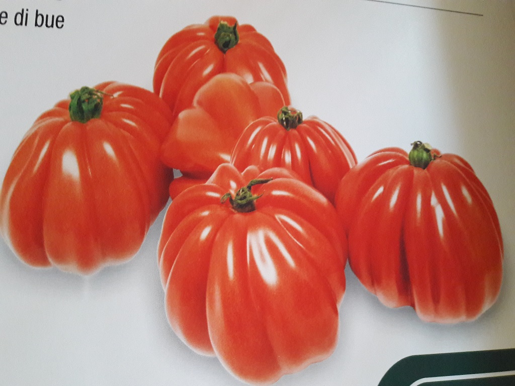 Pomodoro Cuore di Bue
